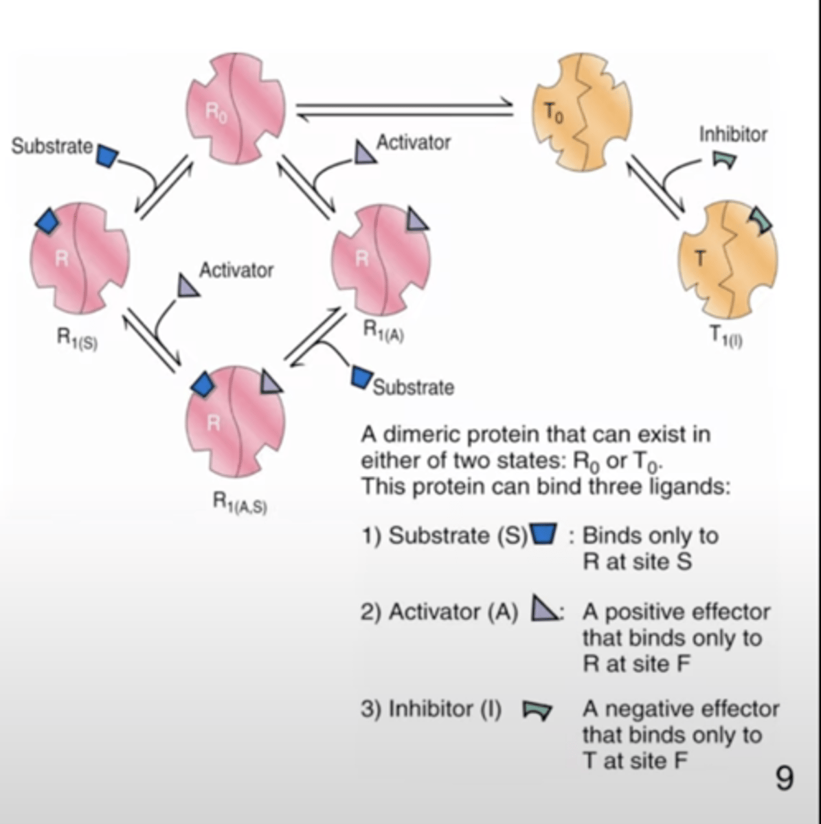 <p>- inhibitor : negative effector</p><p>- inhibitor binds preferential to the T form</p><p>- T0/R0 equilibrium is shifted towards T0</p><p>- # of S binding sits decreases -&gt; T0/R0 is increased</p><p>- decrease the affinity of S binding and increase cooperativity</p>