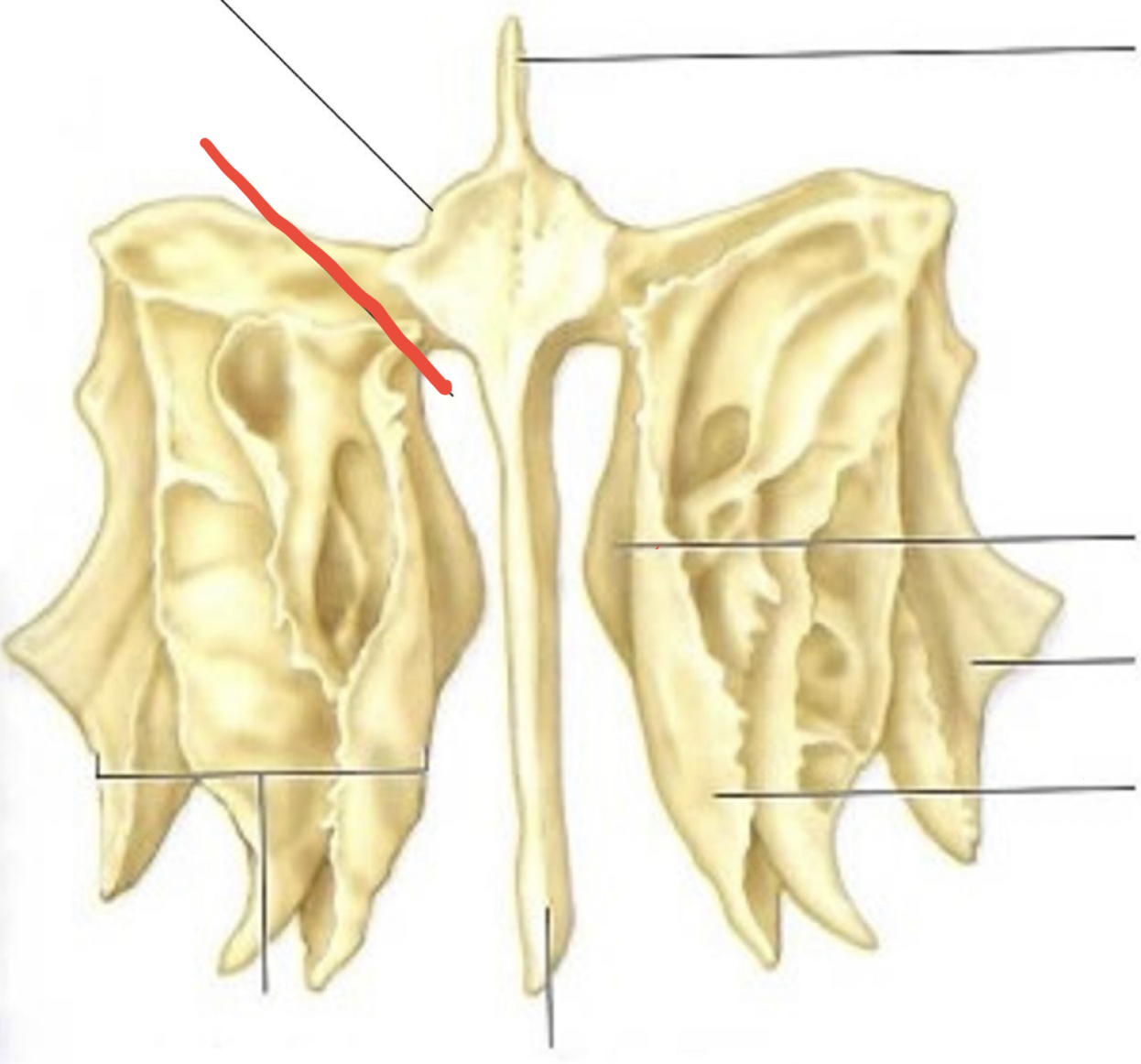 knowt flashcard image