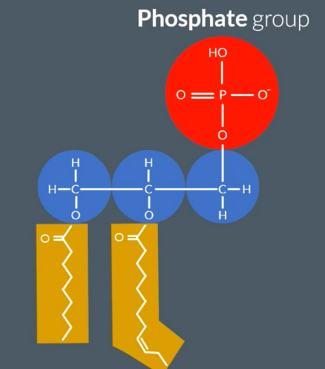 <p>● Glycerol (Backbone) + 2 Fatty Acids (as tails) + Phosphate Group</p><p>● The 2 fatty acids bond to the glycerol via 2 condensation reactions, resulting in 2 ester bonds.</p><p>● Fatty acid tails = non polar, hydrophobic, insoluble in water</p><p>● Negatively charged head is polar, hydrophilic, soluble</p>