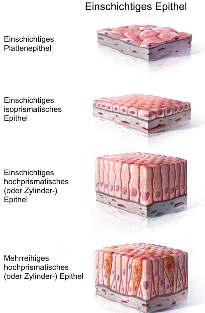 <p>Alle Zellen sind auf der Basallinie</p>