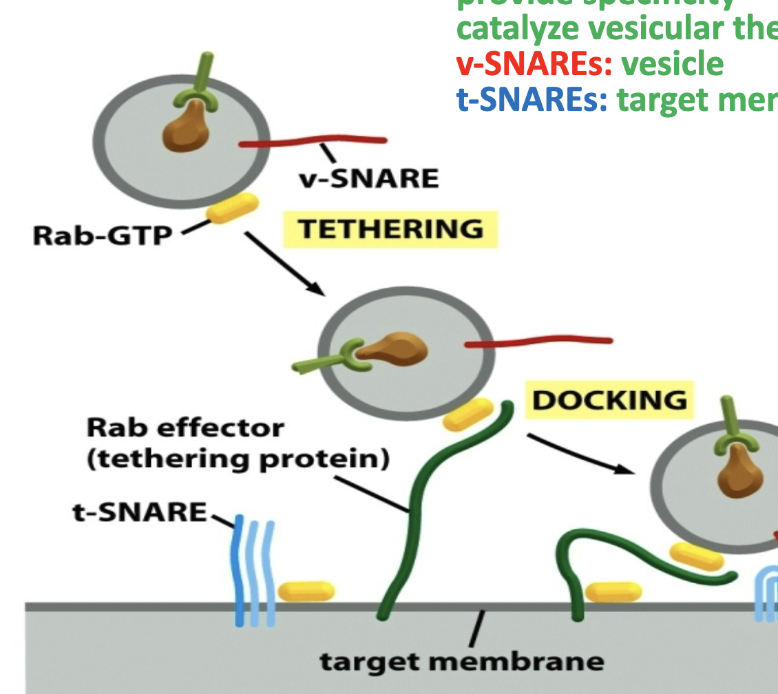 <p>Type of GTPases1</p><p>GTP bound form can interact with tethering protein to make a connection with the vesicle!</p><ul><li><p>pulls vesicle towards the target membrane</p></li></ul><p></p>