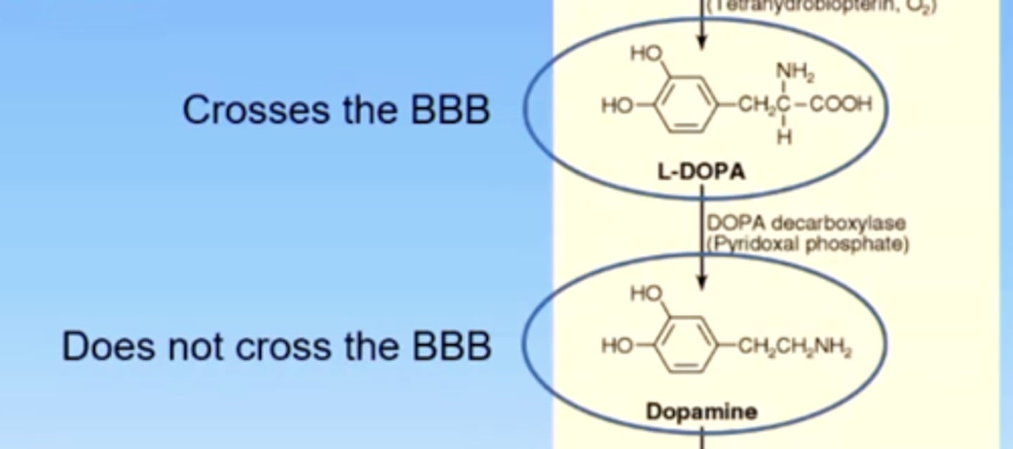 <p>false</p><p>this is why we administer levodopa instead of dopamine in parkinson's treatment</p>