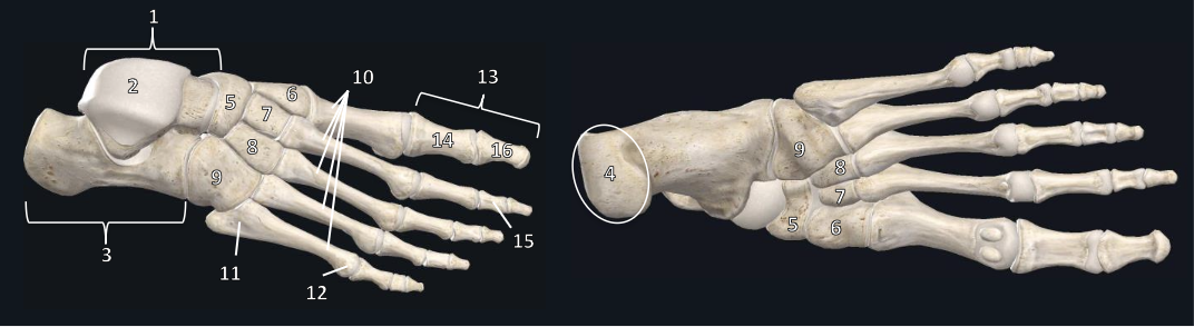 <p>6</p>