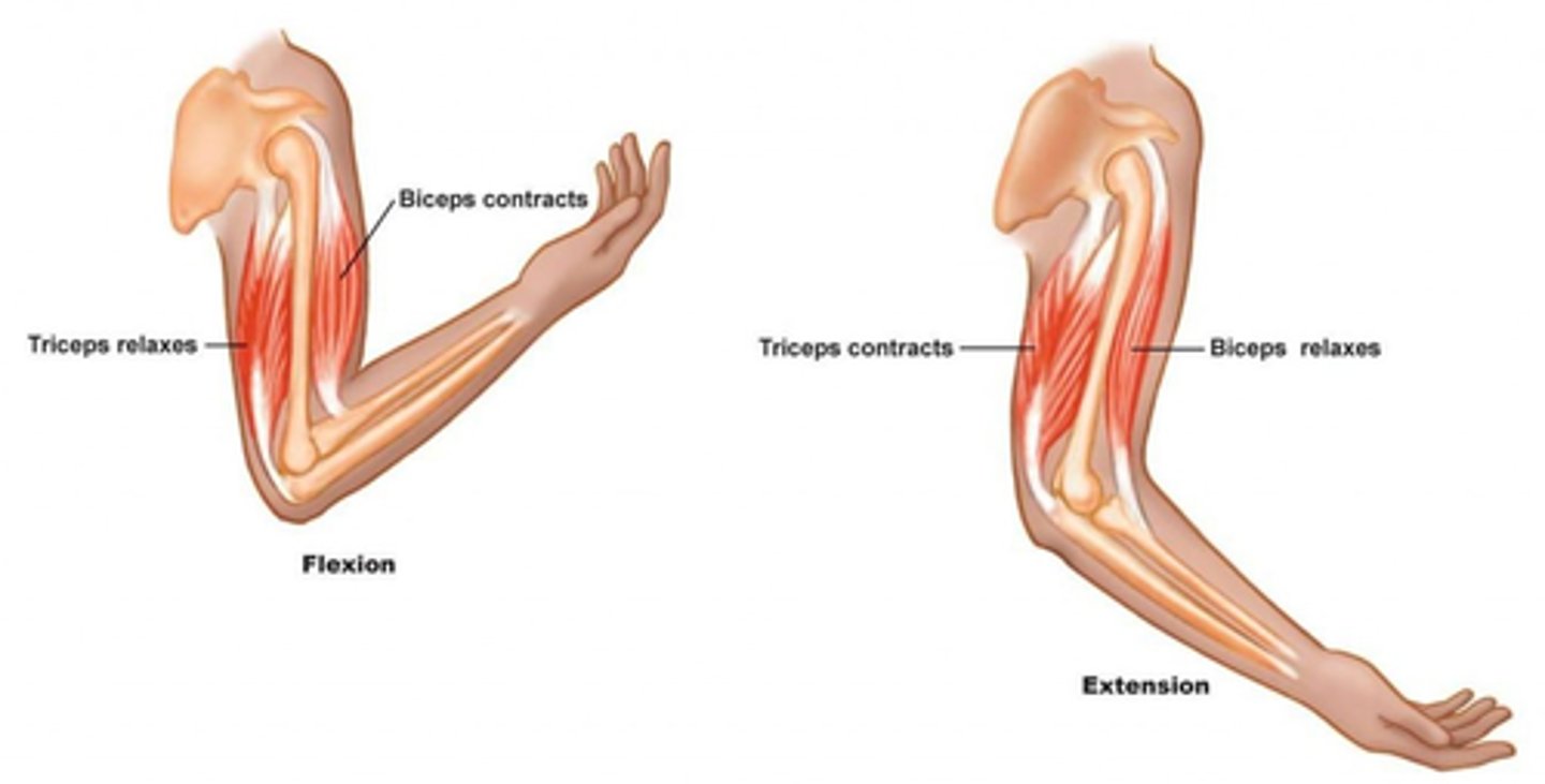 <p>Two muscles working together to bring about movement</p>