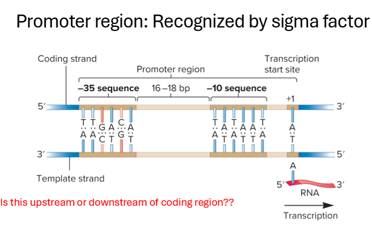 <p>What is the promoter region and how does it work?</p>