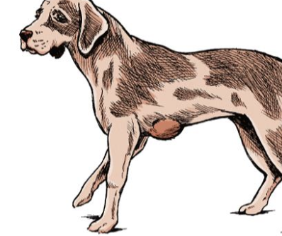 <p>-generally firm and well-circumscribed</p><p>-can be mobile or fixed</p><p>-can also be soft and lobulated, mimicking lipomas</p>