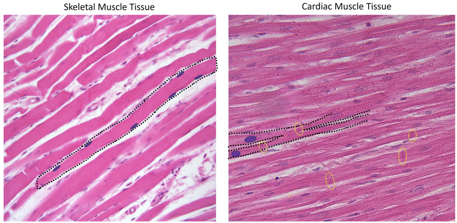 <p><strong>CARDIAC MUSCLE&nbsp;</strong></p><ul><li><p><span style="color: blue;">Striated</span>&nbsp;</p></li><li><p><span style="color: red;">Short&nbsp;</span></p></li><li><p><span style="color: red;">Branched&nbsp;</span></p></li><li><p><span style="color: red;">One or two nuceli per cell&nbsp;</span></p></li></ul><p><strong>SKELETAL MUSCLE&nbsp;</strong></p><ul><li><p><span style="color: blue;">Striated</span><span style="color: green;">&nbsp;</span></p></li><li><p><span style="color: red;">Long </span></p></li><li><p><span style="color: red;">Cylindrical&nbsp;</span></p></li><li><p><span style="color: red;">Multinucleate </span></p></li></ul><p></p>