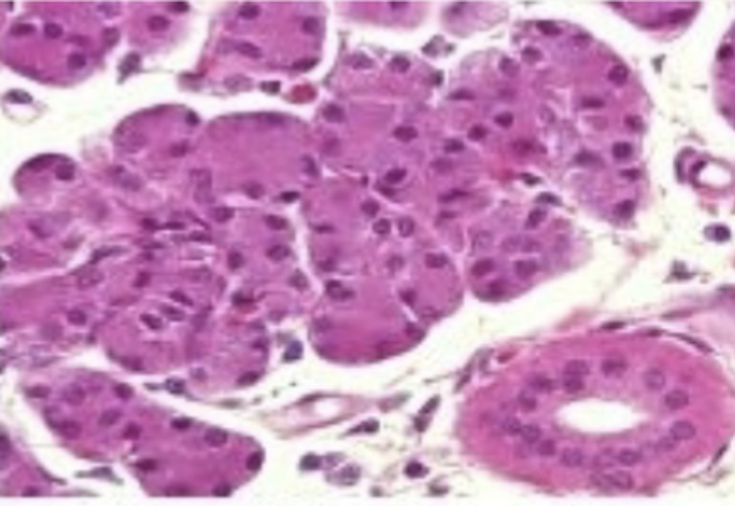 <p>Identify the specific organ</p>