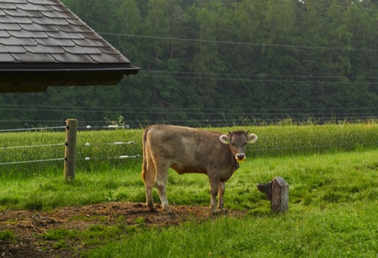 <p>to go to the countryside</p>