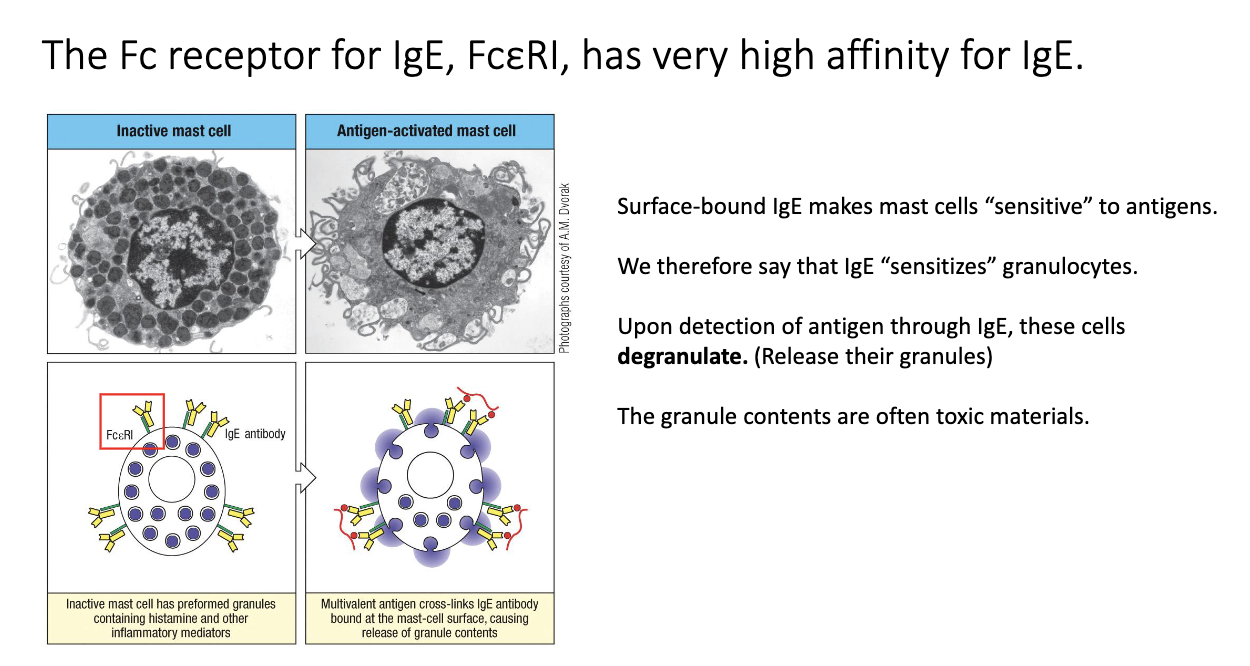 <ul><li><p class="isSelectedEnd"><span>IgE binds </span><strong><span>FcεRI</span></strong><span> on mast cells with very high affinity → remains for ~100+ days, compared to in serum IgE lasts for 7 days.</span></p></li><li><p class="isSelectedEnd"><span>Antigen crosslinks IgE–FcεRI complexes → </span><strong><span>rapid degranulation</span></strong><span> (<1 hour).</span></p></li><li><p class="isSelectedEnd"><span>Releases histamine, proteases, cytokines → drives allergy and anaphylaxis.</span></p></li><li><p><span>Same mechanism used to attack </span><strong><span>parasites</span></strong><span> via eosinophils/mast cells.</span></p></li></ul><p></p>