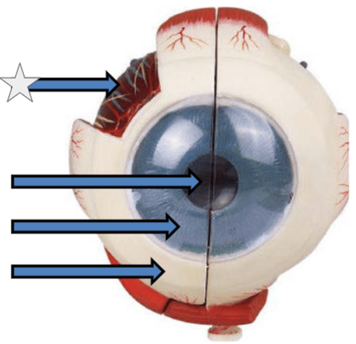 knowt flashcard image