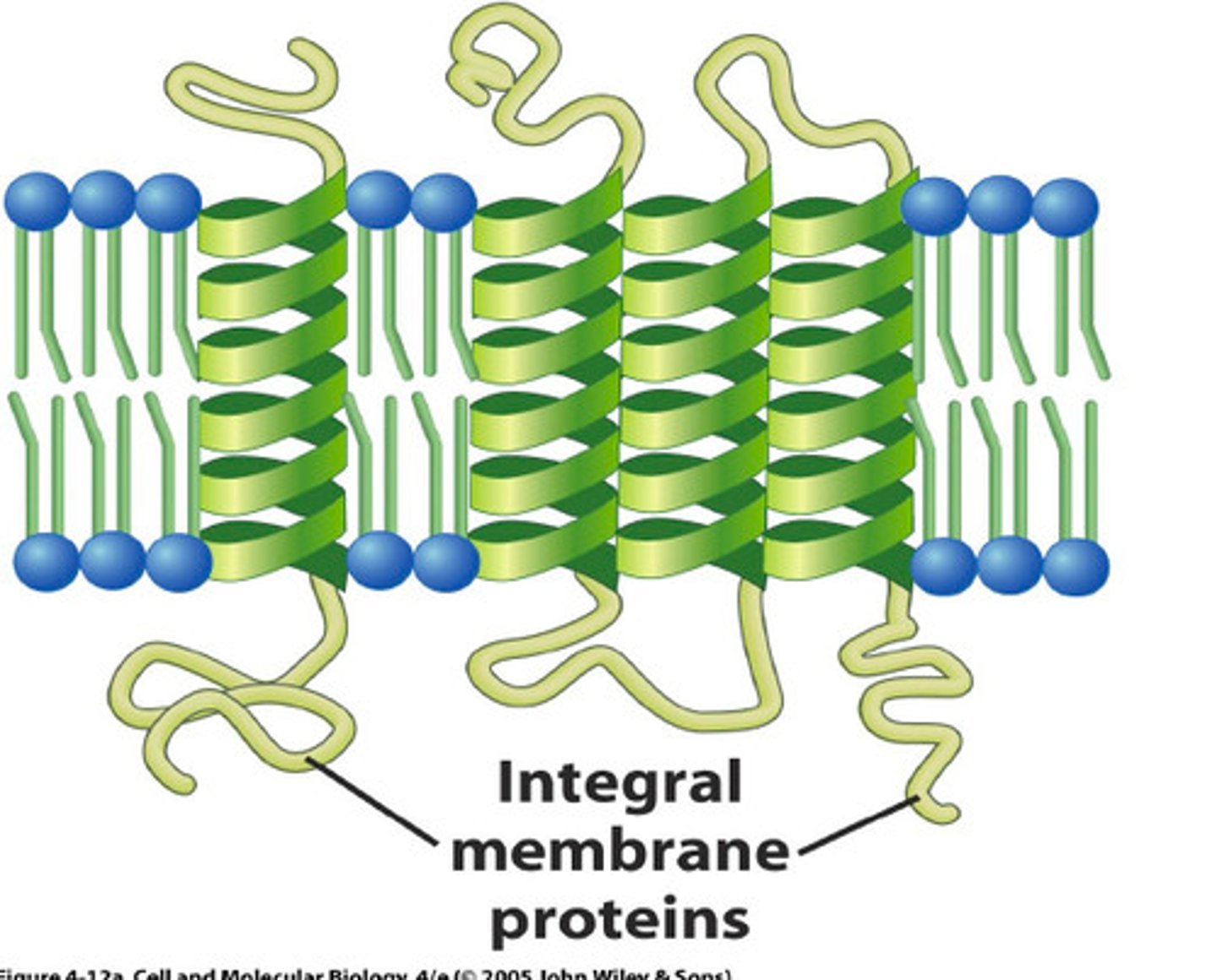 <p>permamently embedded inside the membrane.</p><p>Enzymes - sites for chemical reactions</p><p>Pumps - for active transport of molecules</p><p>if the integral protein goes all the way through the membrane, it is 'polytopic'</p><p>one surface penetrating is monotopic</p>