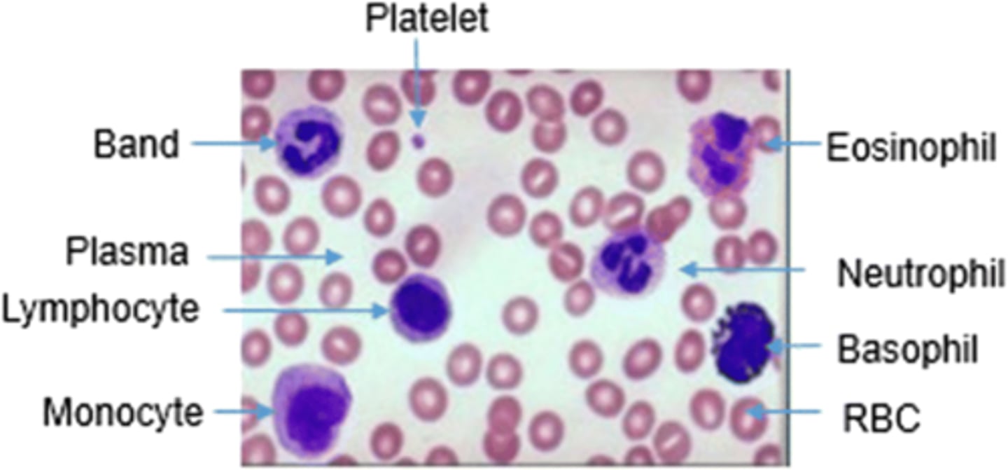 <p>monocyte has a kidney bean nucleus, lymphocyte have a large nucleus that takes up most the cell</p>