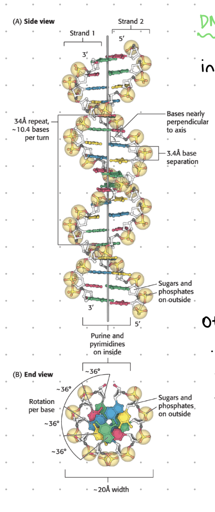 <ul><li><p>H bonds</p></li><li><p>ionic interactions</p></li><li><p>van der waals</p></li><li><p>hydrophobic interactions</p></li></ul><p></p>
