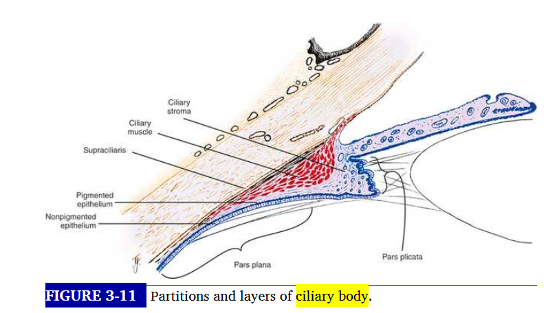 <p>sagittal section of ciliary body</p>