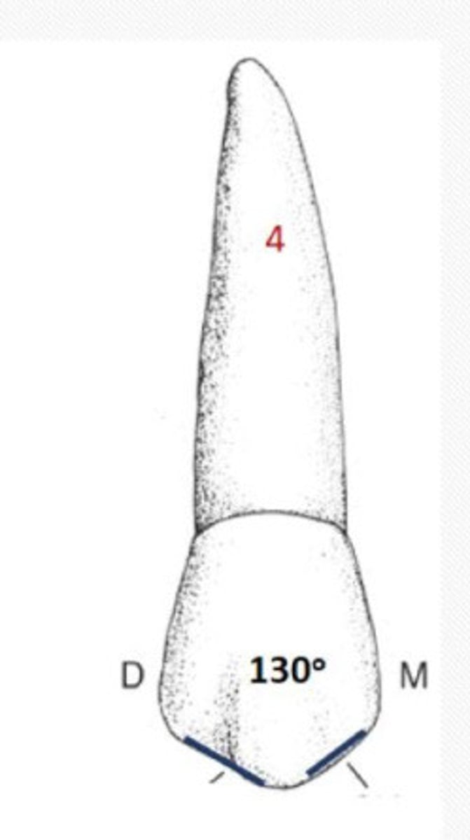 <p>Buccal cusp tip not as pointed</p>