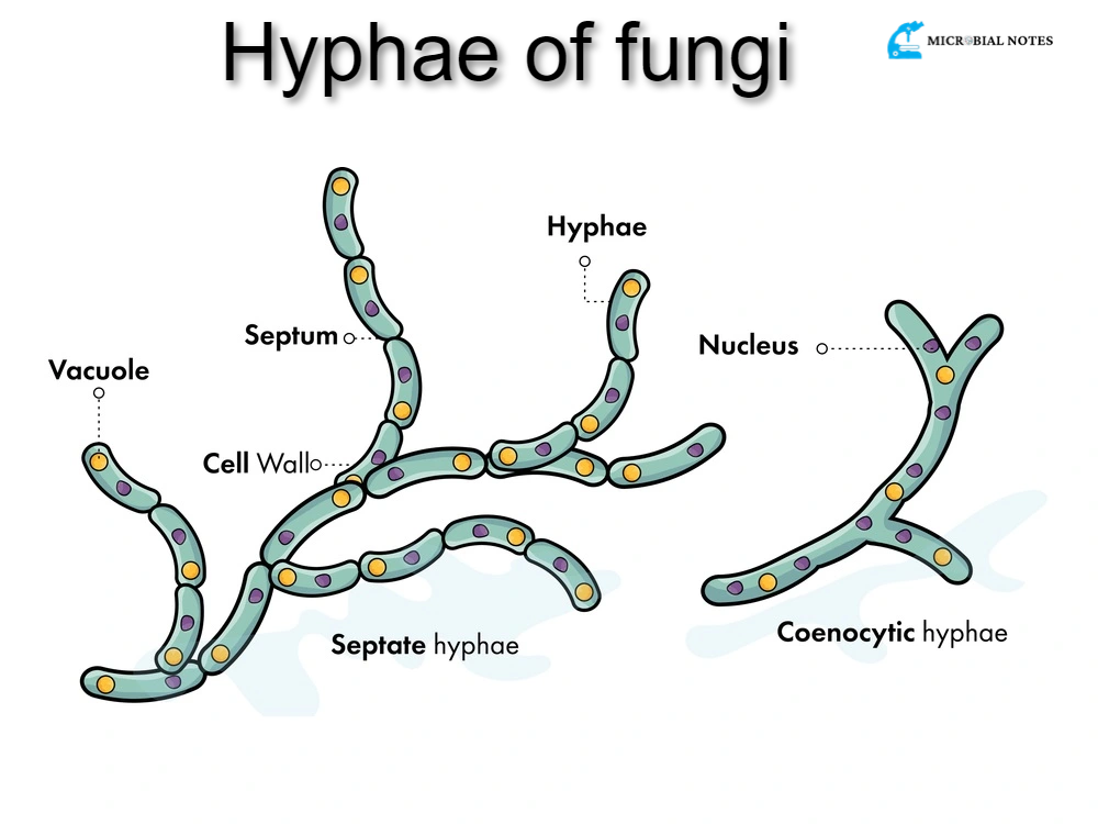 <p>A <strong>hypha</strong> is a long, branching filamentous structure that makes up the body of a fungus. Hyphae grow and spread to form a network called a mycelium, which is responsible for nutrient absorption and reproduction in fungi.</p>