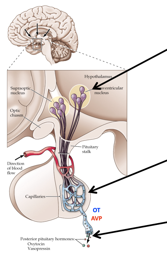 <ol><li><p>Magnocellular (large) neurons in the hypothalamus (PVN/SON) synthesize oxytocin (OT) and vasopressin (AVP) and transport them to their axon terminals, located in the posterior pituitary—no portal system! </p></li><li><p>Oxytocin and vasopressin are directly released from axon terminals in the posterior pituitary and diffuse into capillaries </p></li><li><p>Oxytocin and vasopressin then leave the posterior pituitary via the bloodstream into the general/systemic circulation to act on peripheral tissues</p></li></ol><p></p>