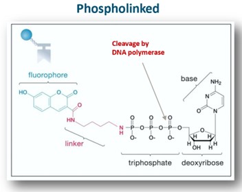 <p>Real-time sequencing by synthesis produces long reads</p><p>Fluorophore clipped off by polymerase</p><p>DNA synthesized is natural</p><p>No steric hindrance or accumulation of background signal</p><p>All four nucleotides added at once</p><p>Up to 8 million reads</p><p>10-15 kb average read length (long)</p><p>Total output: Up to 200 GB</p><p>Low single read accuracy (86%)</p><p>Consensus read accuracy &gt;99%</p>