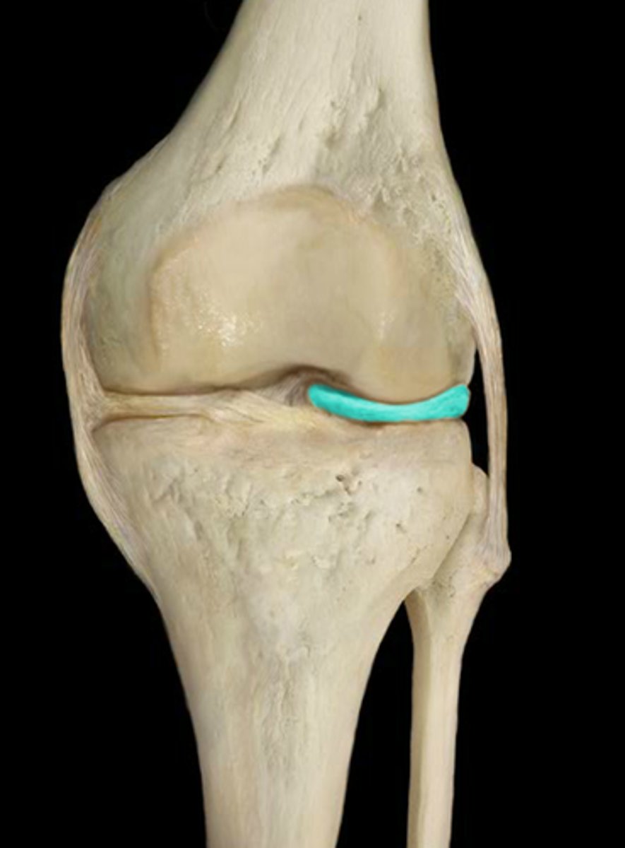 <p>-lower extremity (knee, crus, ankle)</p>
