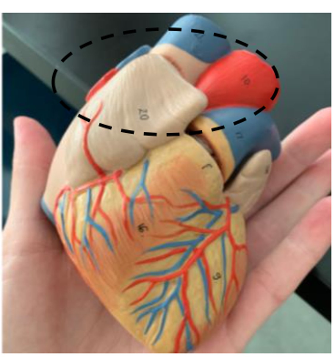 <p>what is the superior region of the heart?</p><p>what is the region where blood vessels exit?</p><p></p>