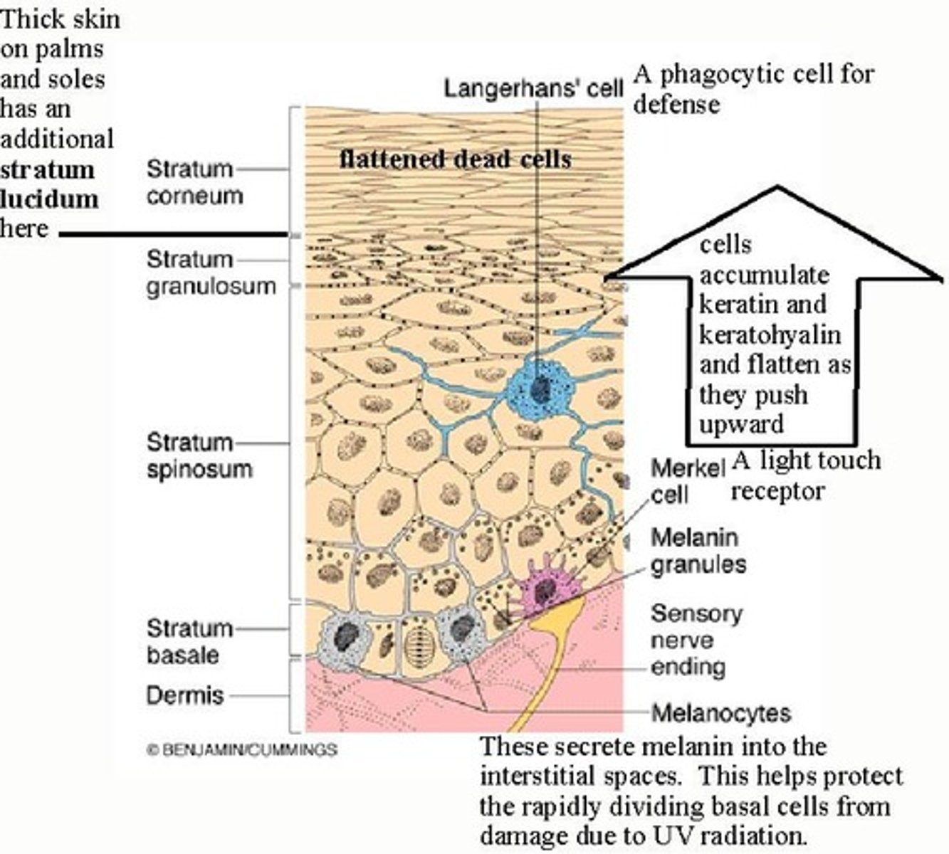 <p>Cells producing melanin, protect against UV damage.</p>