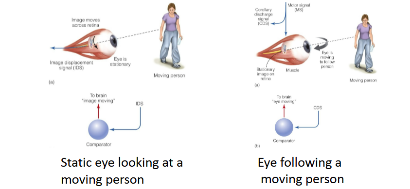 <p>Movement perception depends on three signals: motor, corollary discharge signal and image displacement signal&nbsp;</p><p>*Motion perceived if CDS or IDS occurs, but not both at the same time </p>