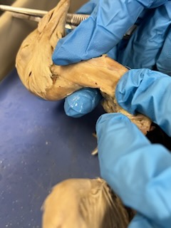 Pigeon dissection