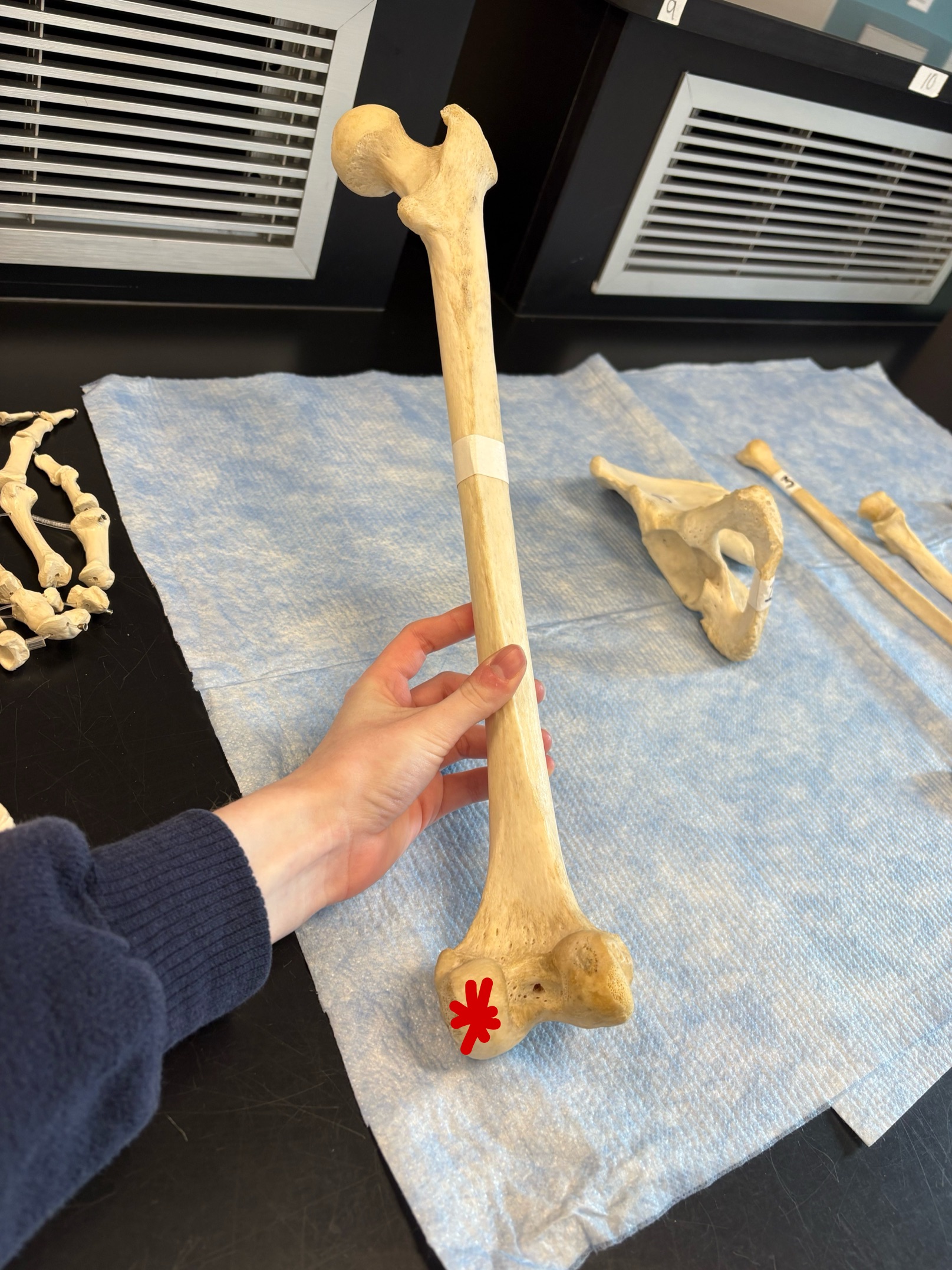 <p>Name this structure</p>