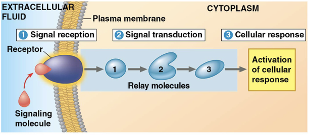 <ol><li><p>signal reception- cell surface receptor protein detects signal. The binding of a ligand (signal molecule) to the receptor is highly specific. Most receptors are on <mark data-color="yellow" style="background-color: yellow; color: inherit">plasma membrane</mark> but some are in <mark data-color="yellow" style="background-color: yellow; color: inherit">nucleus</mark> and <mark data-color="yellow" style="background-color: yellow; color: inherit">cytoplasm</mark>.</p></li><li><p>signal transduction- The <mark data-color="yellow" style="background-color: yellow; color: inherit">alteration of receptor shape</mark> due to the binding of the signal to the receptor is the first step to transduction. This initiates a multi-step <mark data-color="yellow" style="background-color: yellow; color: inherit">signal transduction pathway</mark></p></li><li><p>cellular response- a specific response in the target cell</p></li></ol><p></p>