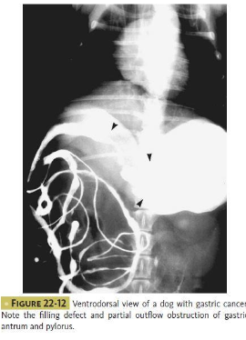 <ul><li><p>imaging: radiographs ± contrast, ultrasound, CT</p></li><li><p>biopsies and histopathology: endoscopy, sx </p></li></ul><p></p>