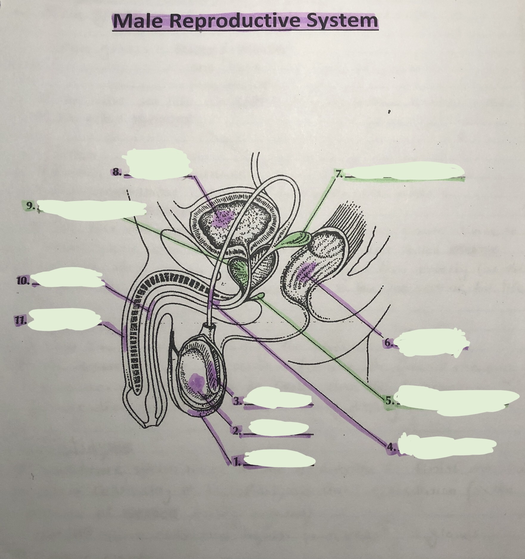 label the male reproductive system