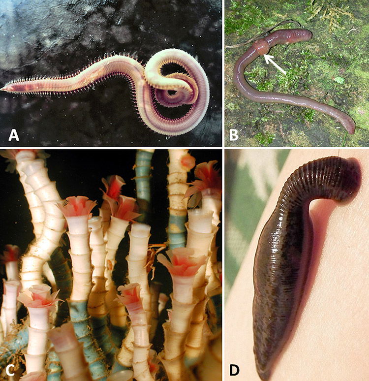 <p>Annelids</p>