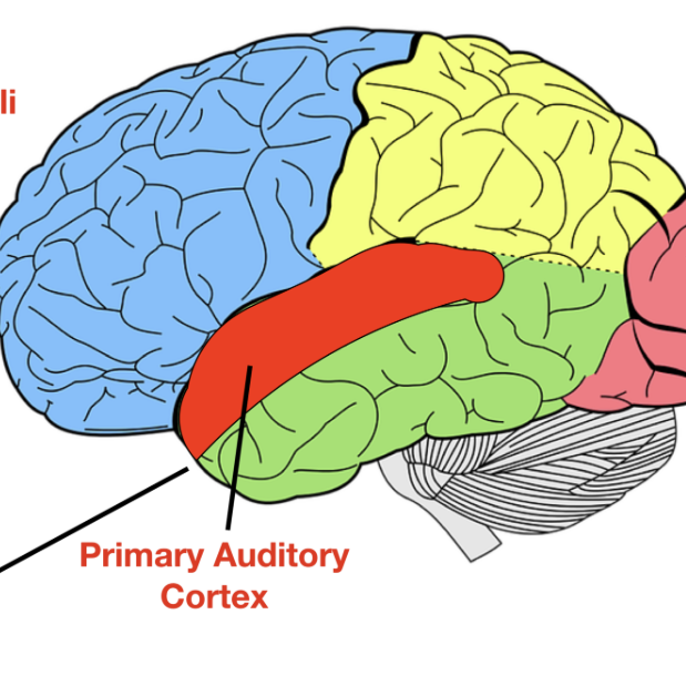 <p>located in temporal lobe. processes sounds. </p>