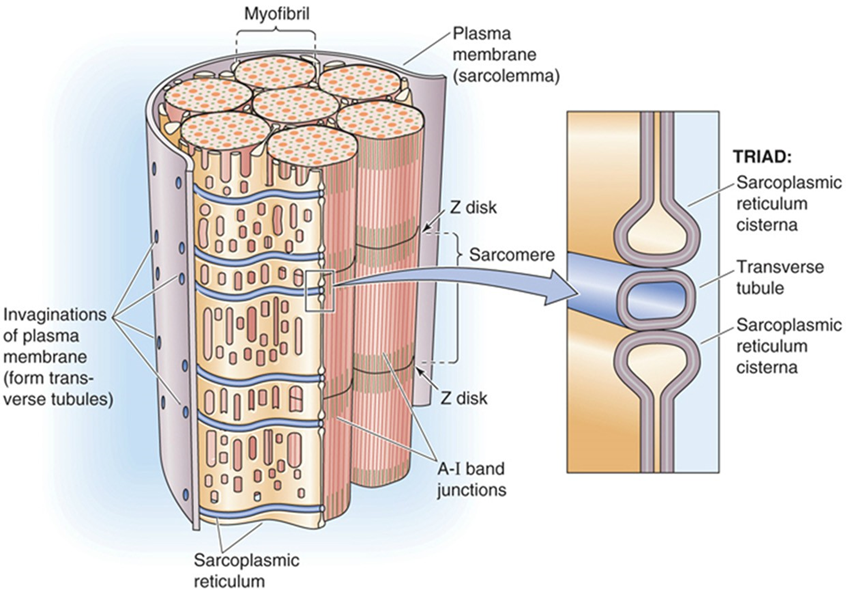 <ul><li><p class="">sarcoplasmatisch reticulum (SR)</p><ul><li><p class="">opslag calcium</p></li></ul></li><li><p class="">T-tubuli; grens A- en I-band</p><ul><li><p class="">elektrische signalen → spiervezels</p></li><li><p class="">verzekeren snelle propagatie AP</p></li></ul></li><li><p class="">sarcolemma</p><ul><li><p class="">= celmembraan</p></li></ul></li></ul><p></p>