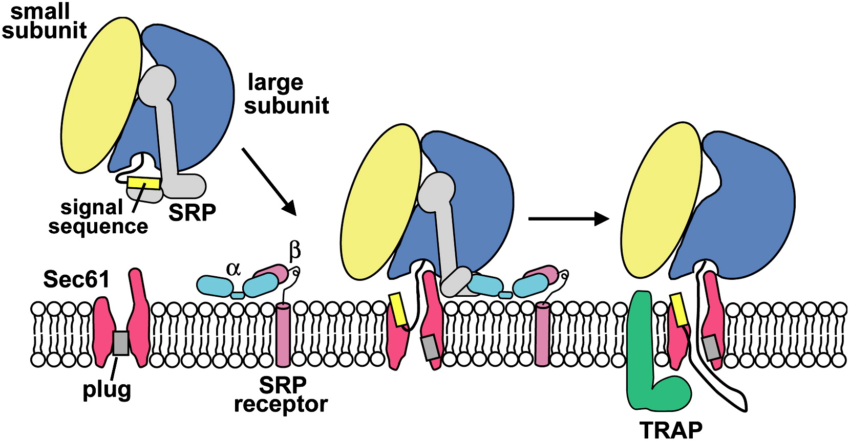 <p>A protein-conducting channel in the ER membrane through which nascent polypeptides are threaded into the lumen.</p><ul><li><p>protein complex facilitates translocation of proteins into the ER lumen</p></li></ul><p></p>
