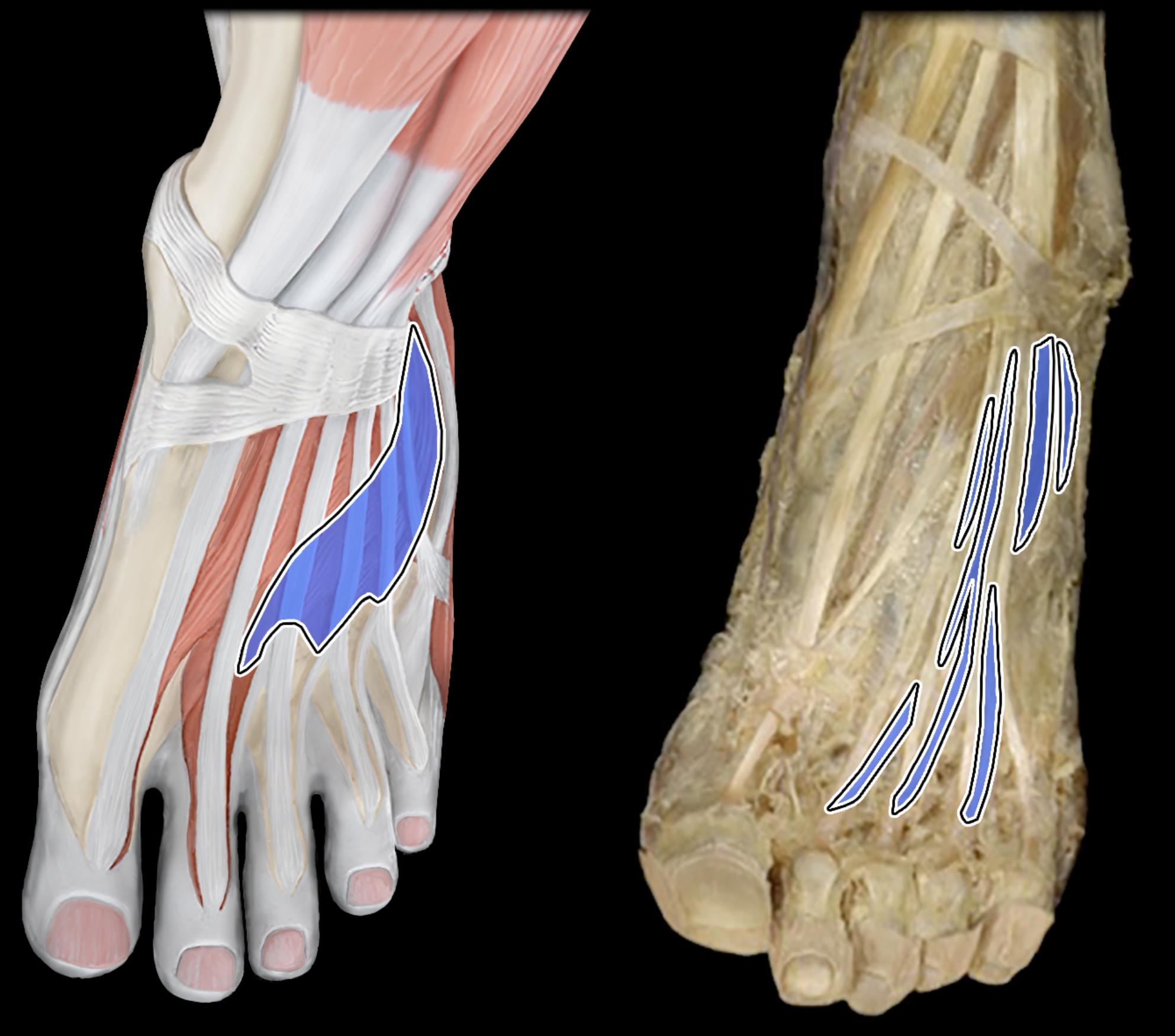 knowt flashcard image