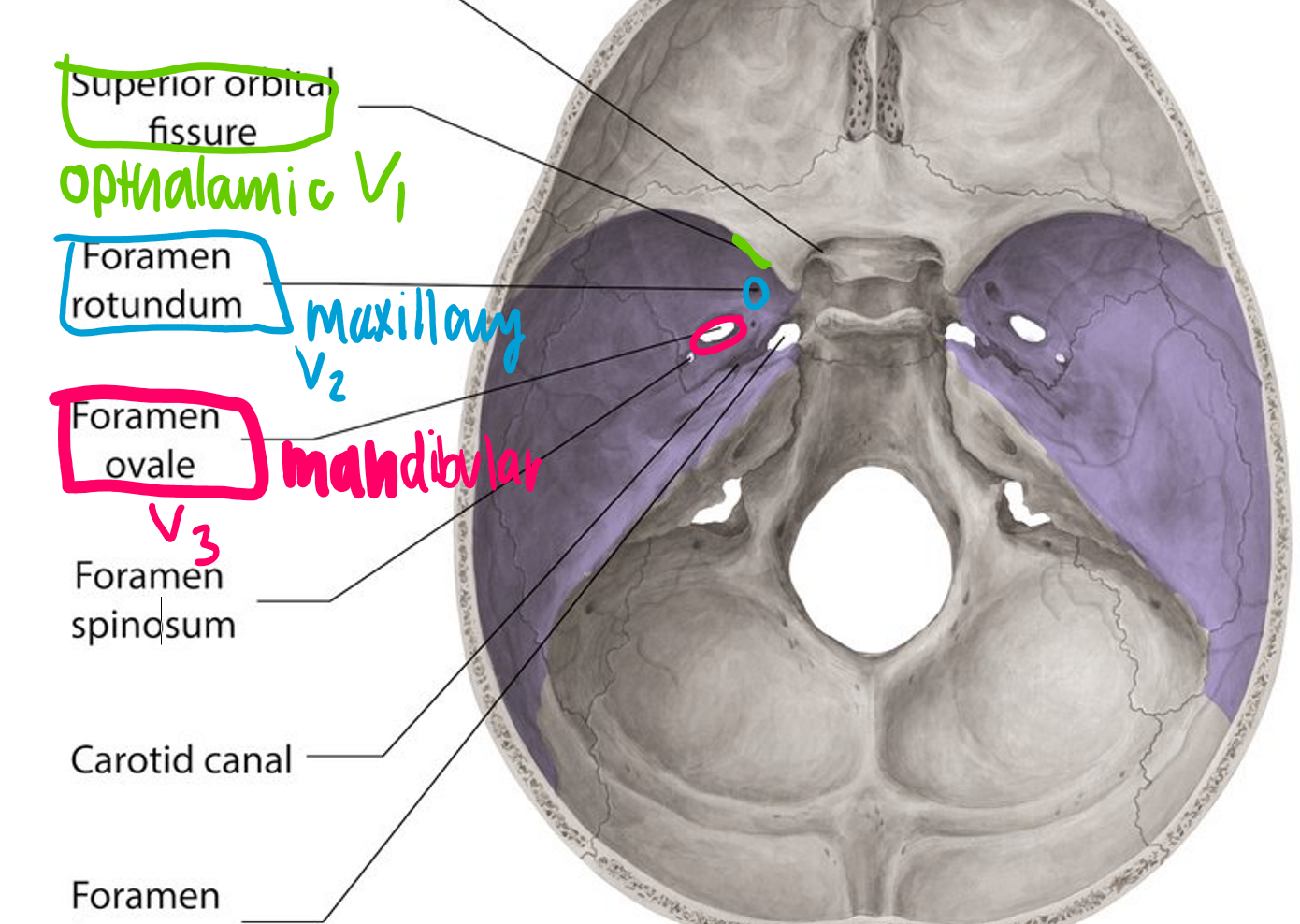 <p>3 branches<br>opthalamic, maxillary, mandibular</p>
