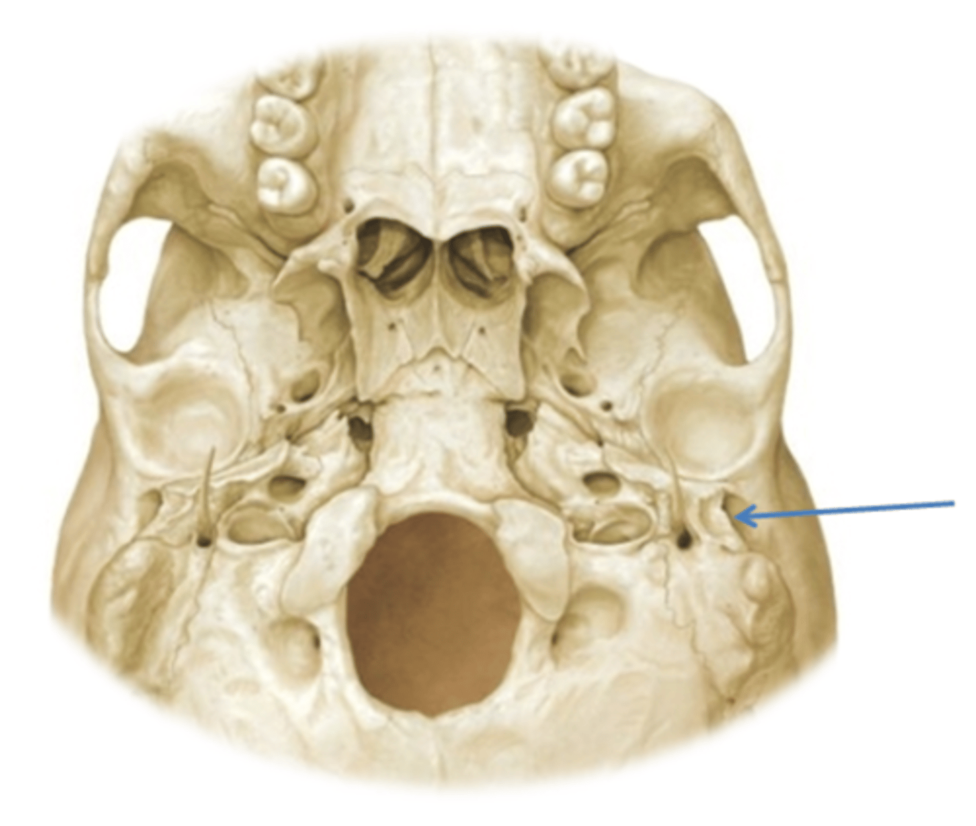 knowt flashcard image