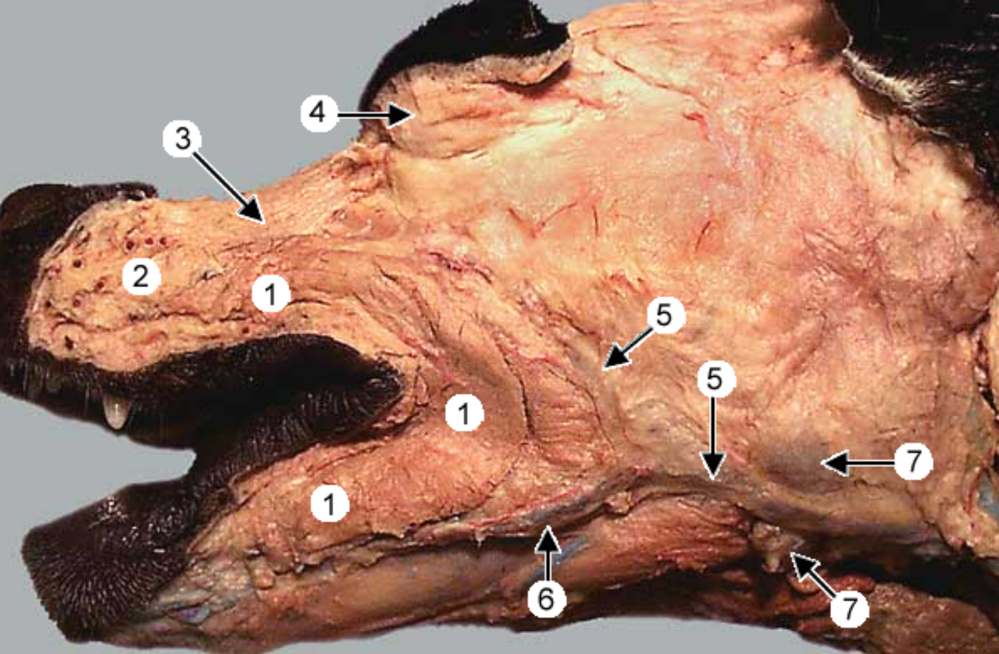 <p>label the muscles 1, 3, 4 (orbicularis oris is gone)</p>