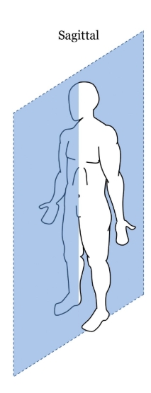 <p>Three Primary Body Planes; Sagittal/ Lateral, Coronal/Frontal, Axial/Transverse </p>