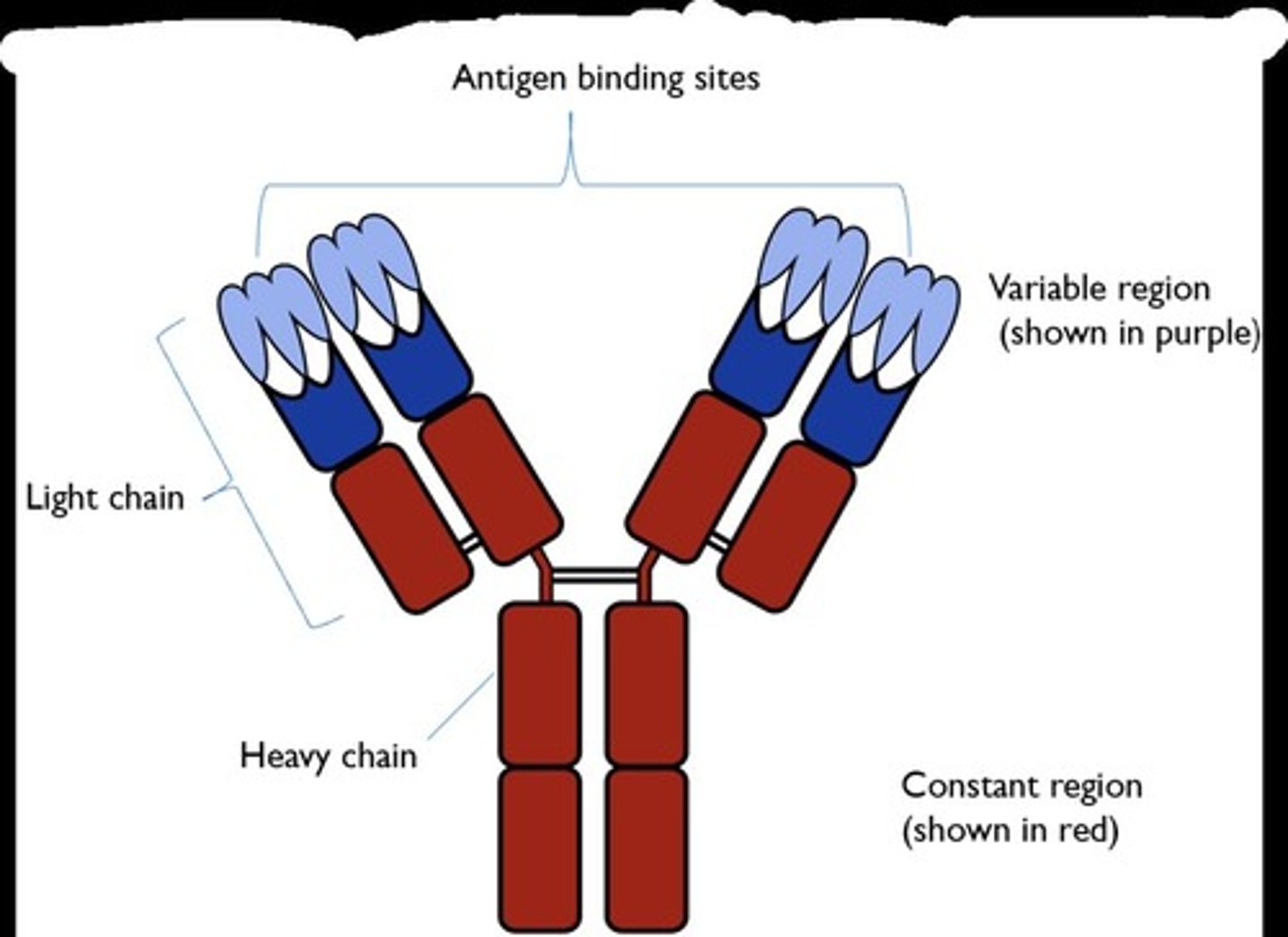 <p>Antibodies have two binding sites and are flexible so they can clump pathogens together.</p>