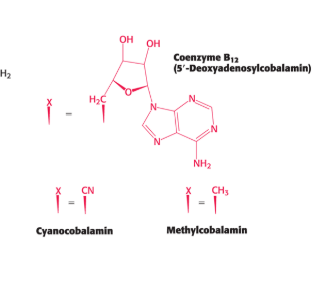 <ul><li><p>has a complex structure and forms a few similar coenzymes</p><ul><li><p>coenzyme B12</p></li><li><p>cyanocobalamin</p></li><li><p>methylcobalamin</p></li></ul></li></ul><p></p>