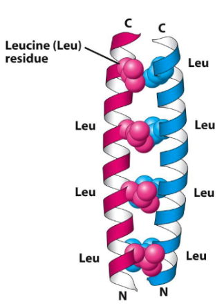 <p>Coiled-Coil Motif</p>