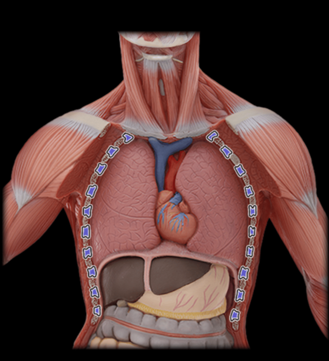 <p>What Muscle Is Highlighted?</p>
