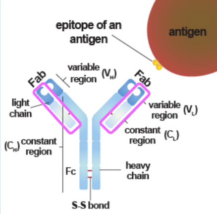 <ul><li><p>2 identical heavy and light chains </p></li><li><p>constant and variable end regions</p></li><li><p>isotypes: IgG, IgA, IgM, IgE, IgD</p></li></ul><p></p>