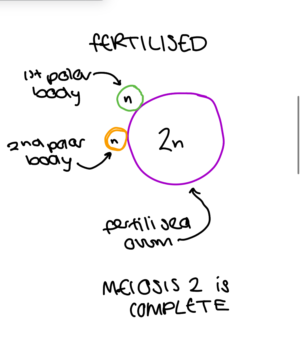 <p>What happens if fertilisation occurs</p>