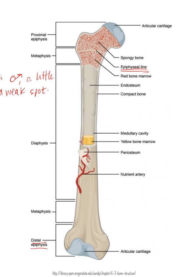 <p>between the epiphysis and diaphysis </p>