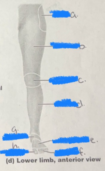 <p>h. Leg</p>