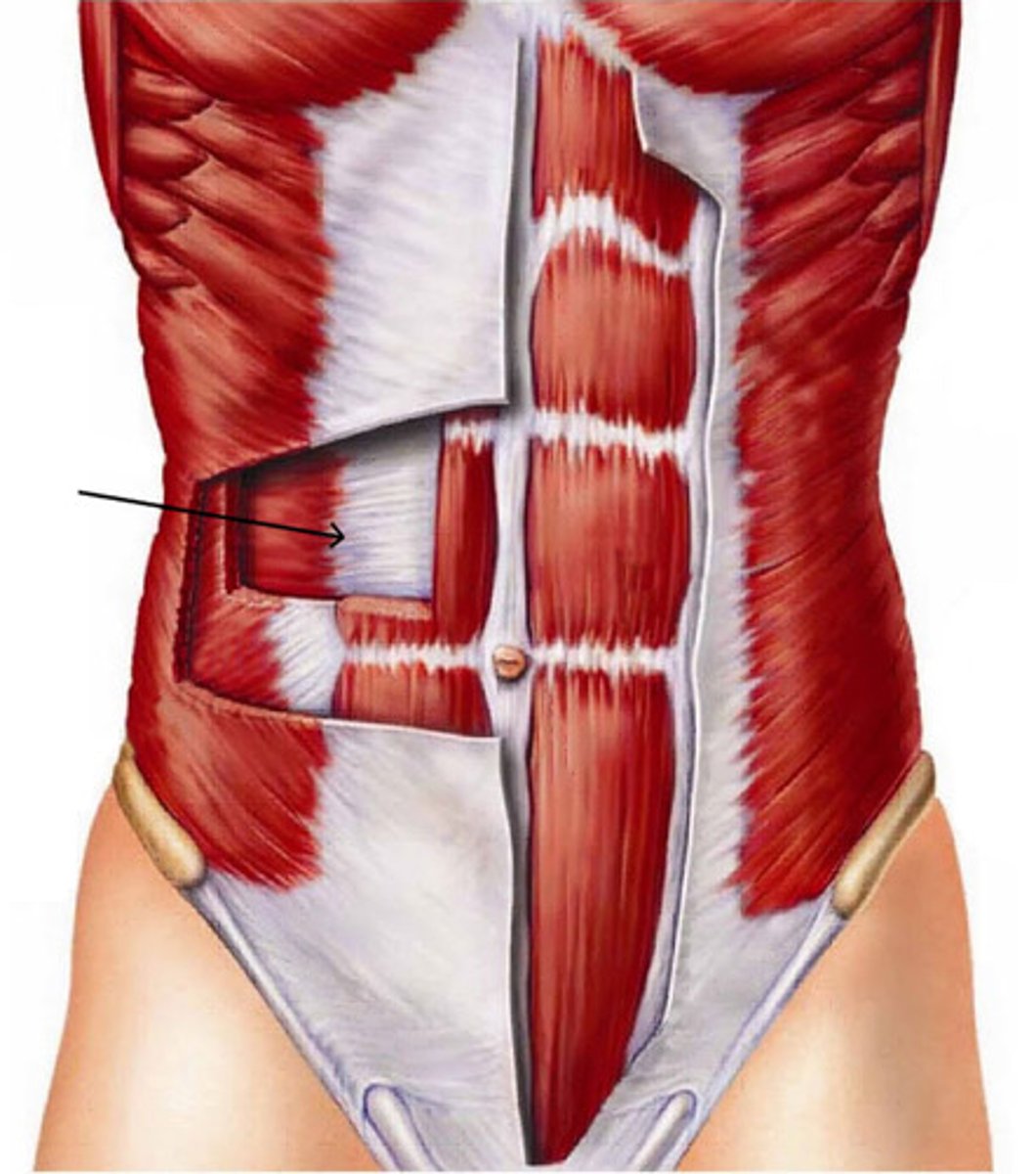 <p>attach muscles to bone</p>